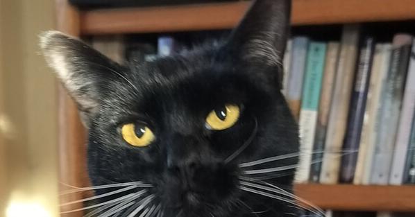 Enlarge Howie, a Adoptable Domestic Short Hair in Boone, CO image 4/4