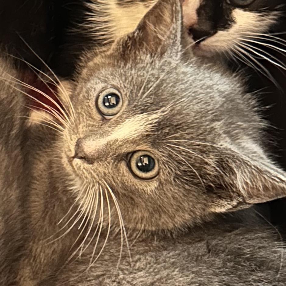 Enlarge Rosetta, a Adoptable Domestic Short Hair in Bel Air, MD image 1/3