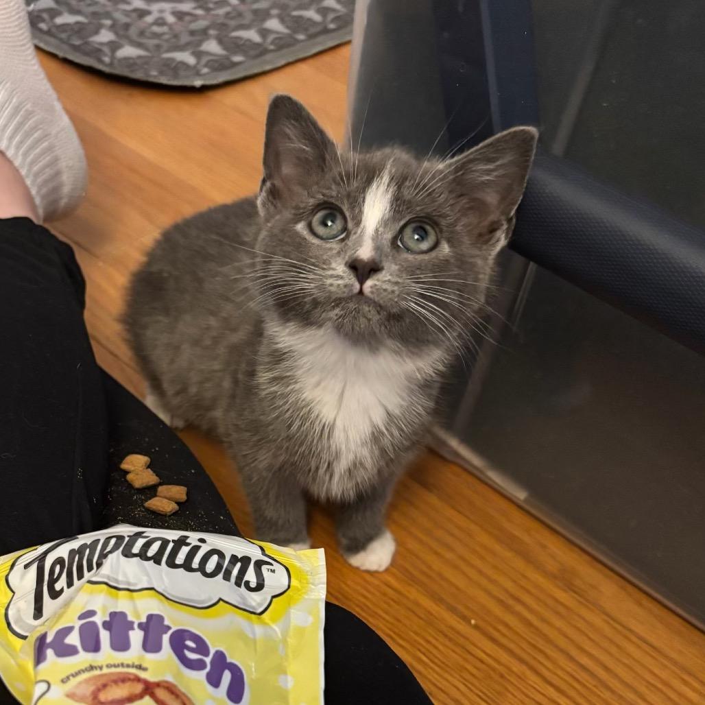 Enlarge Rosetta, a Adoptable Domestic Short Hair in Bel Air, MD image 2/3