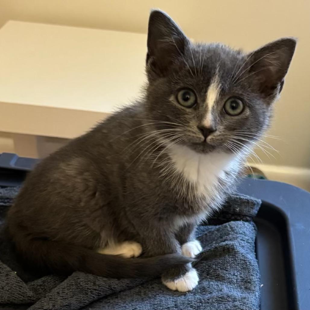 Enlarge Rosetta, a Adoptable Domestic Short Hair in Bel Air, MD image 3/3