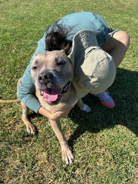 Penny...from Lost in Space!!! , a Adoptable American Staffordshire Terrier in Manhattan Beach, CA image 1/5