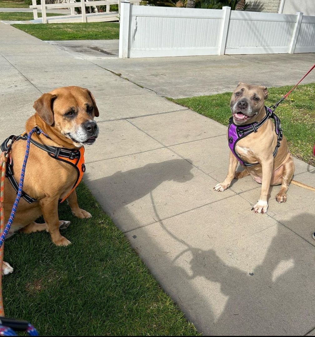 Penny...from Lost in Space!!! , a Adoptable American Staffordshire Terrier in Manhattan Beach, CA image 3/5