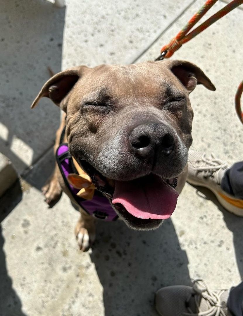 Penny...from Lost in Space!!! , a Adoptable American Staffordshire Terrier in Manhattan Beach, CA image 5/5