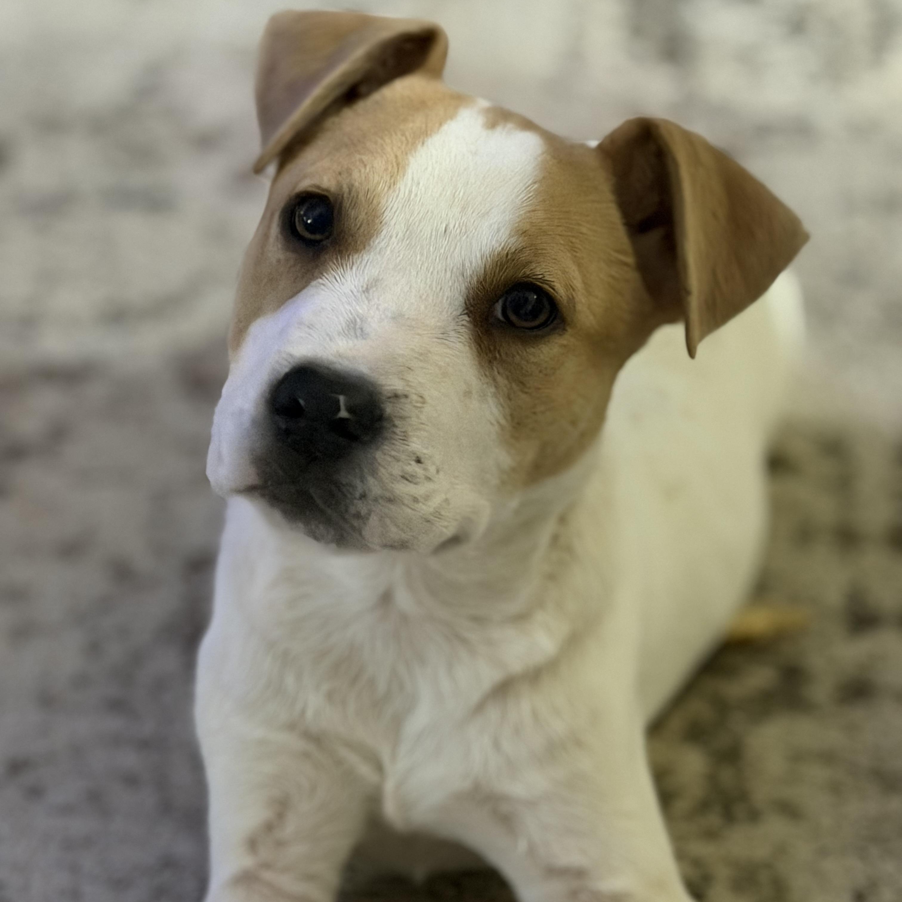 Odie, Adoptable, Puppy Male Jack Russell Terrier & Pit Bull Terrier.