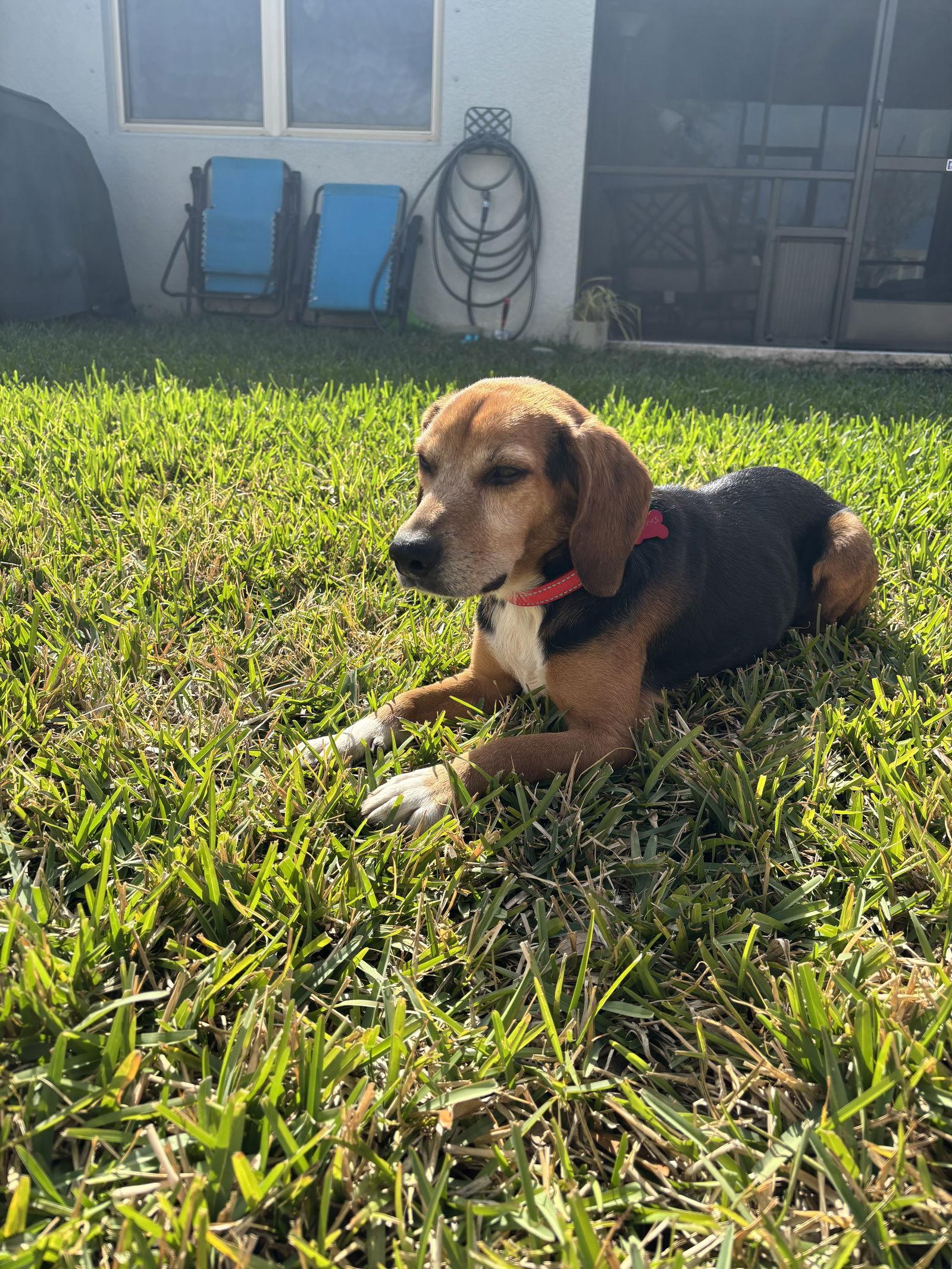 Julius, Adoptable, Adult Male Beagle.