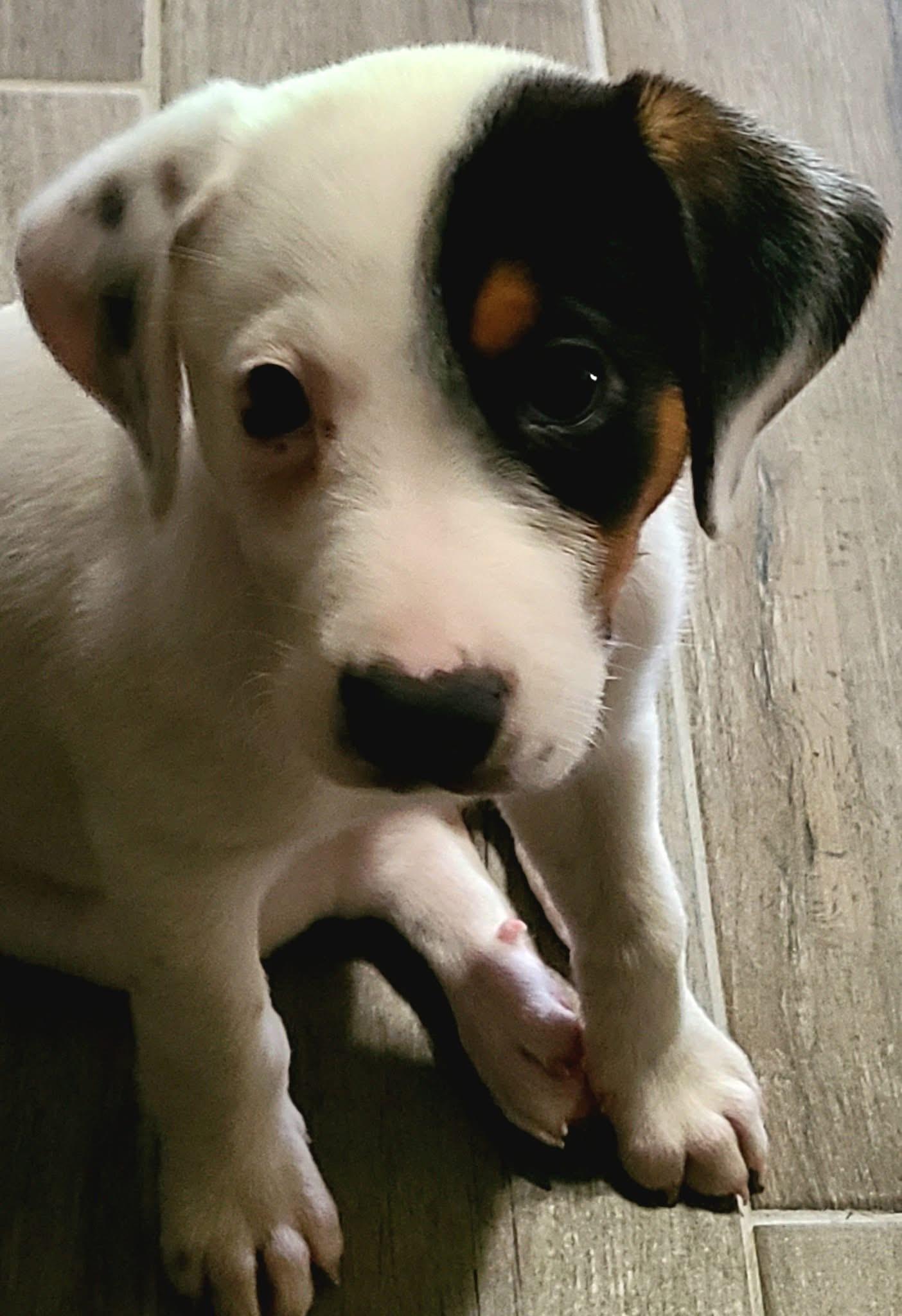 Skye, Baby Female Beagle