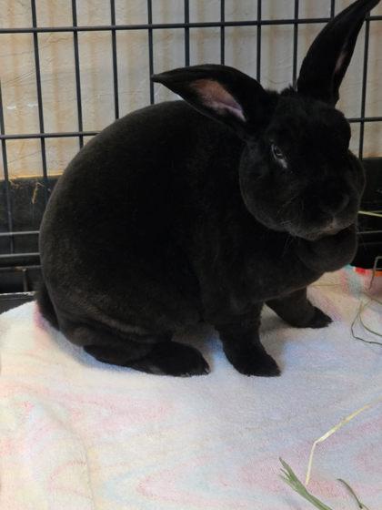 Enlarge Licorice, a Adoptable Rex in Roseville, CA image 1/2