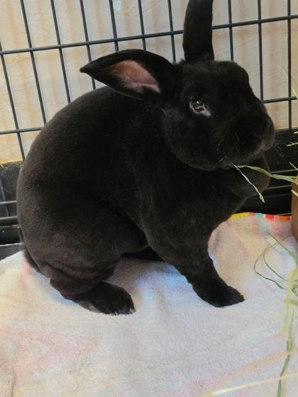 Enlarge Licorice, a Adoptable Rex in Roseville, CA image 2/2