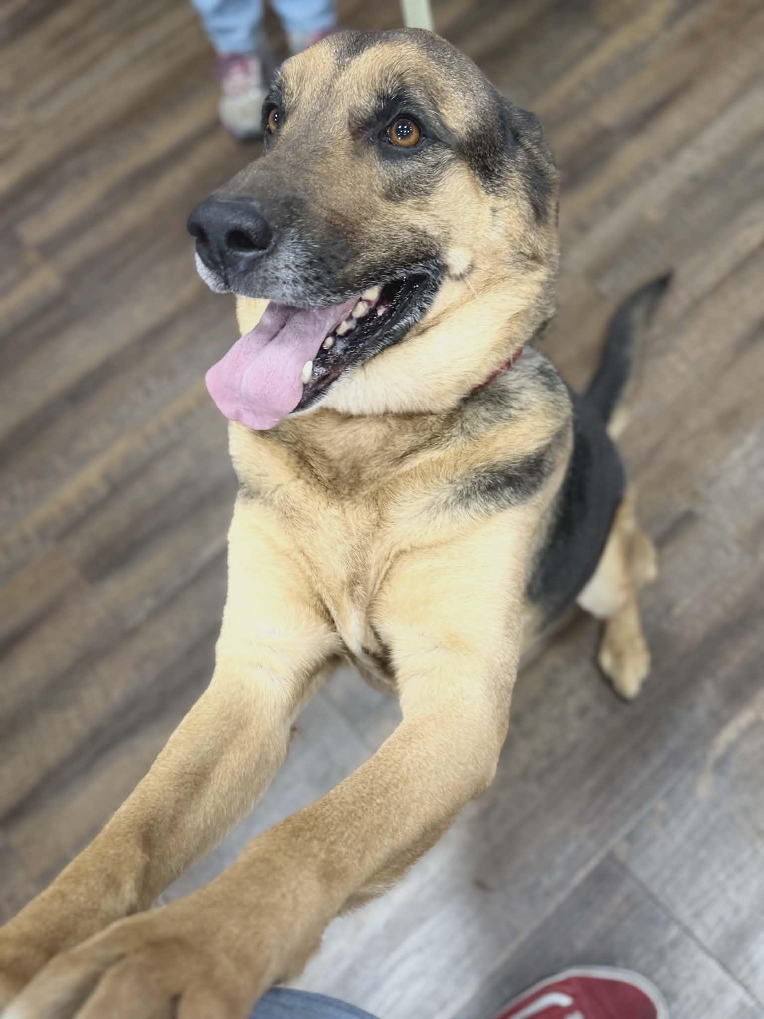 Enlarge Harley (CAT FRIENDLY), an adoptable mixed breed in West Greenwich, RI image 4/6