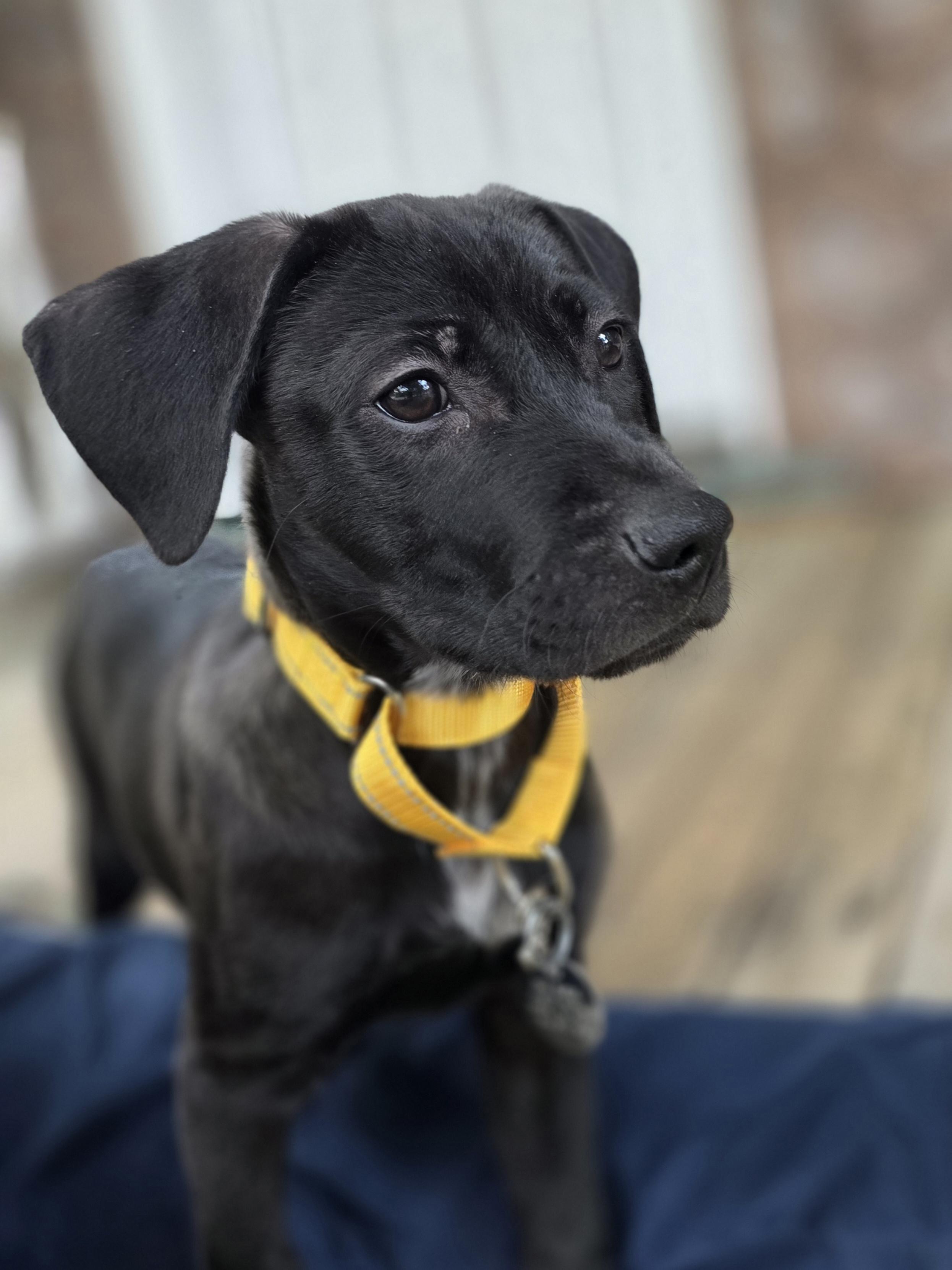 Charlie Brown, ADOPTABLE, Puppy Male Black Labrador Retriever.