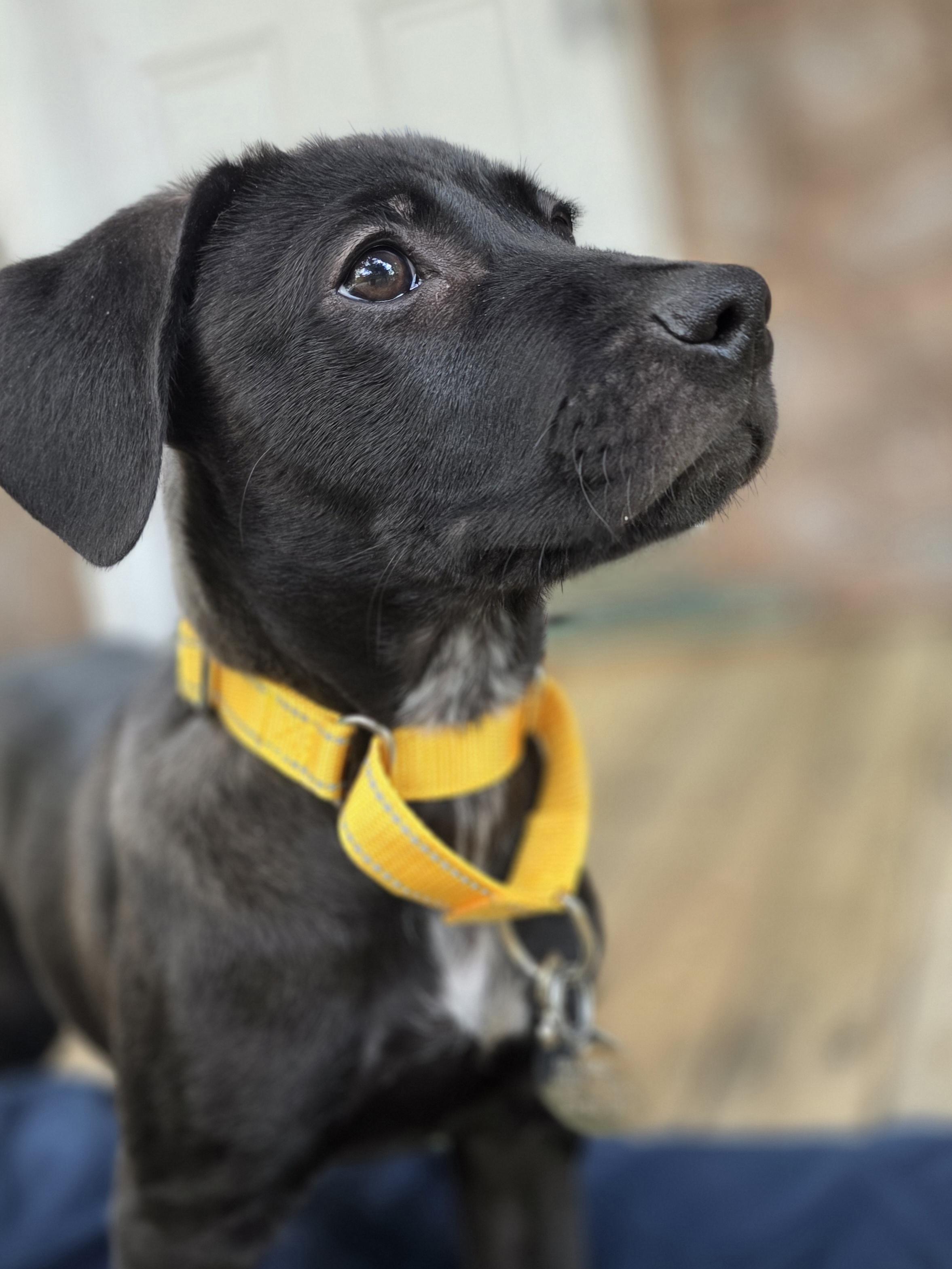 Charlie Brown, a ADOPTABLE mixed breed in Wayne, NJ image 3/4