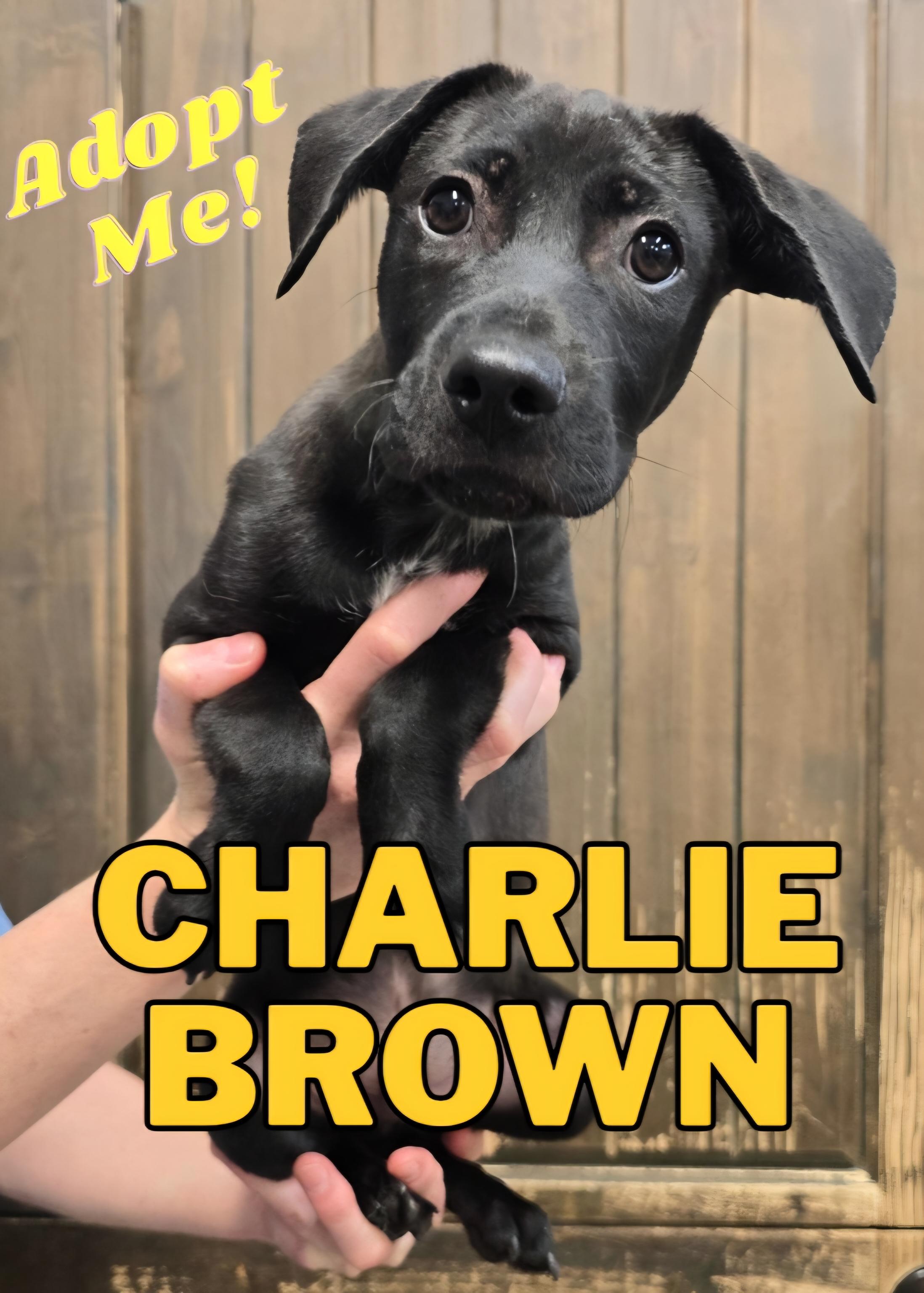 Charlie Brown, a ADOPTABLE mixed breed in Wayne, NJ image 4/4