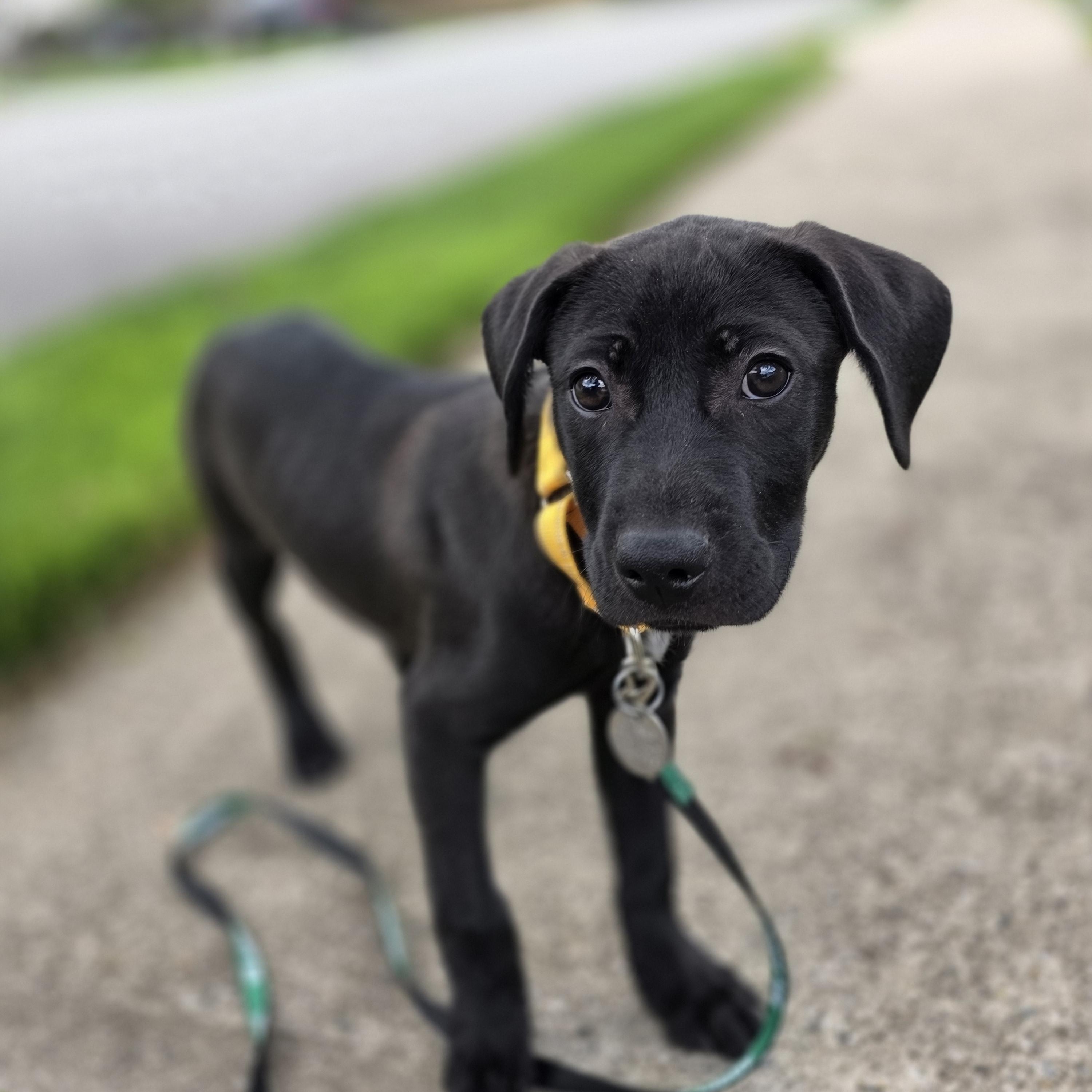 Charlie Brown, a ADOPTABLE mixed breed in Wayne, NJ image 2/4
