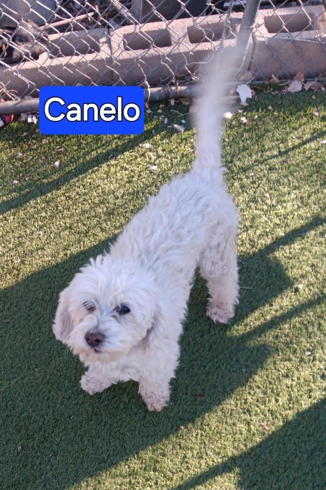 Canelo, Adoptable, Adult Male Poodle.