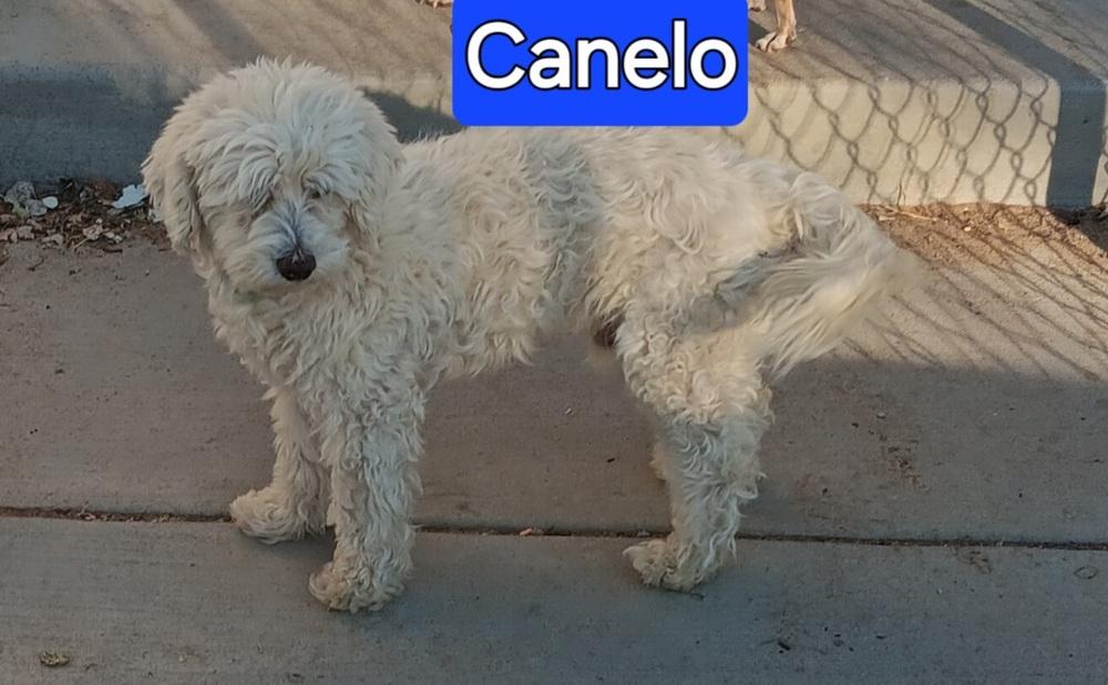 Enlarge Canelo, a Adoptable mixed breed in Fort Lupton, CO image 2/2