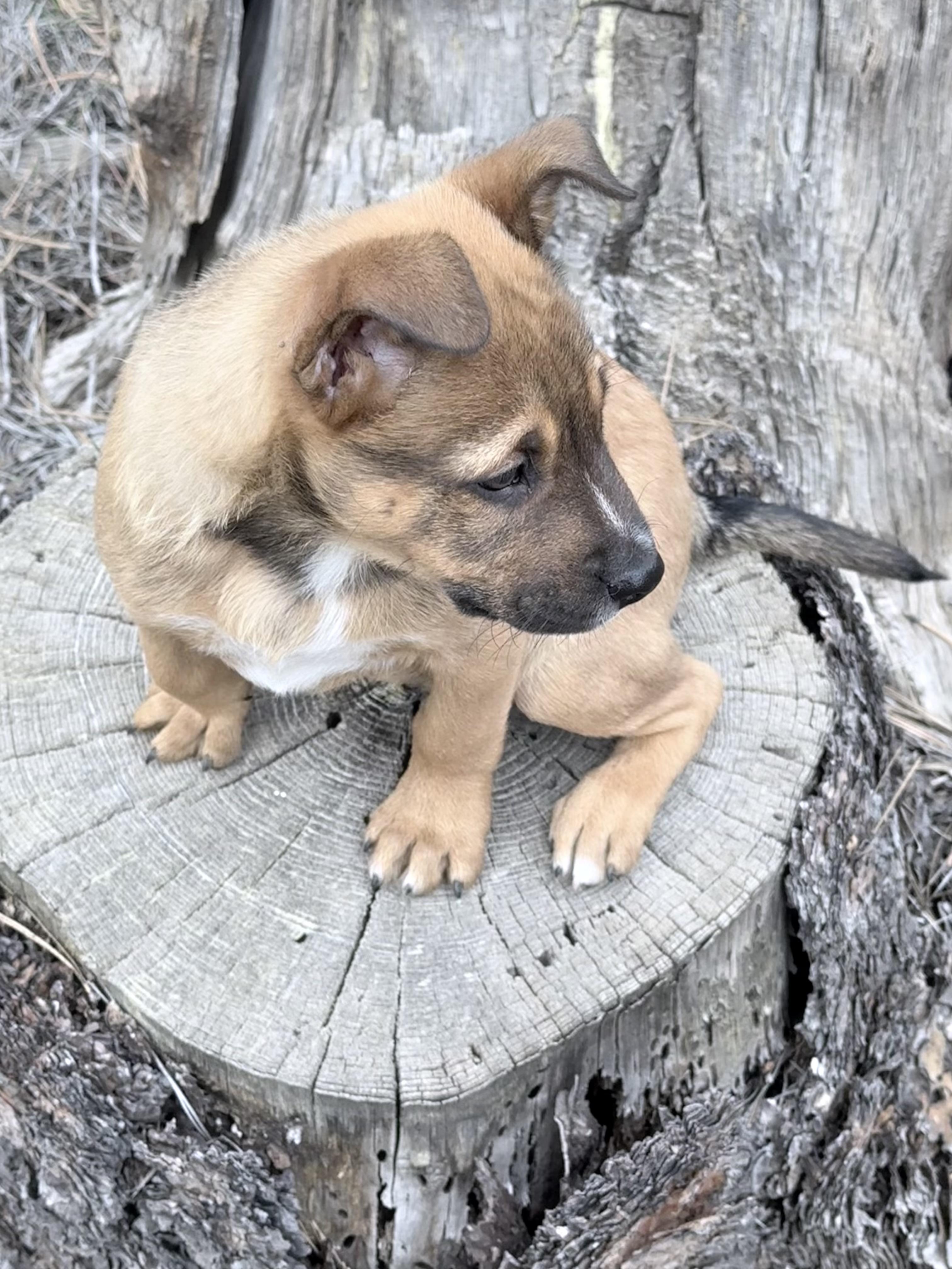 Enlarge Rudolph, an adopted mixed breed in Prescott, AZ image 3/4