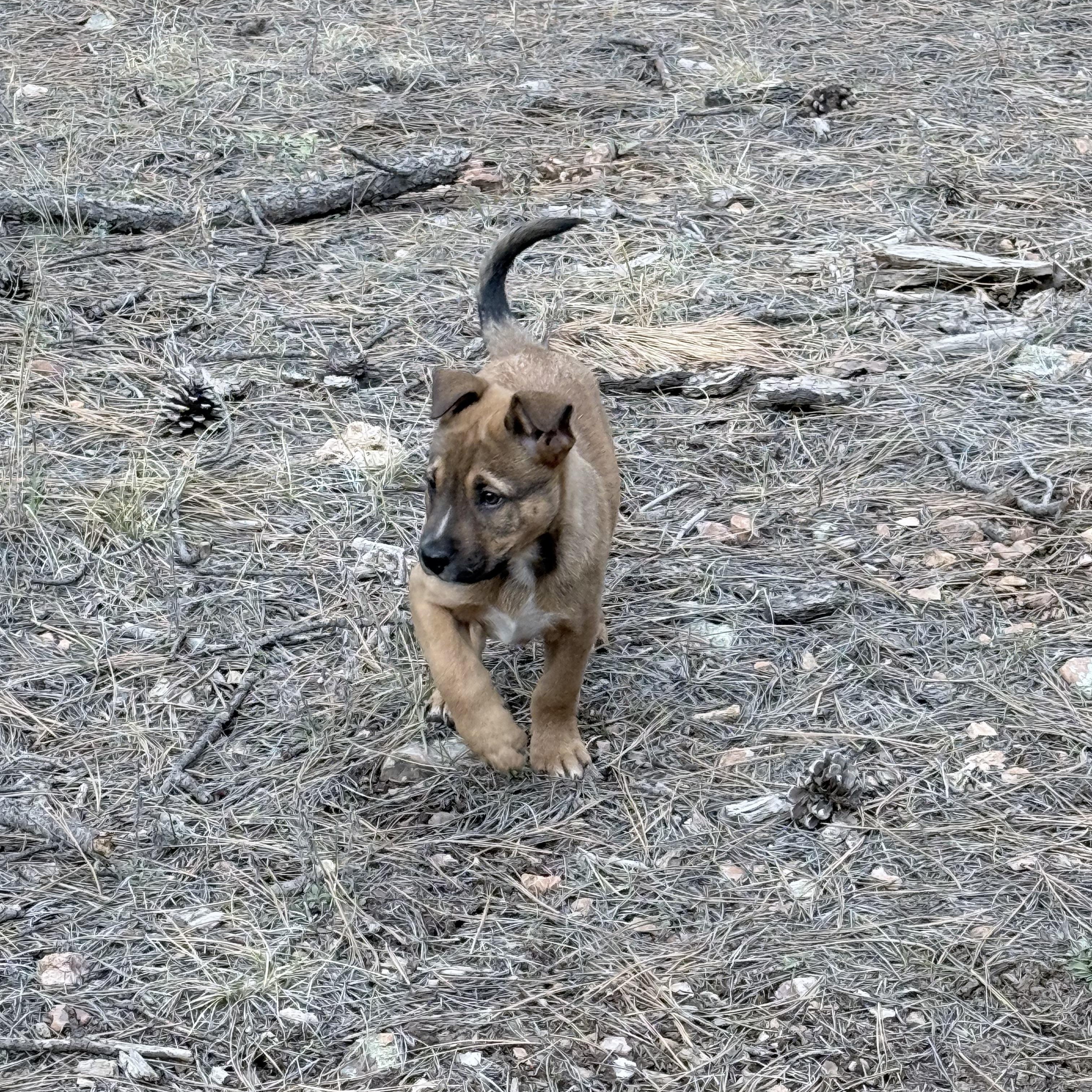 Enlarge Rudolph, an adopted mixed breed in Prescott, AZ image 4/4