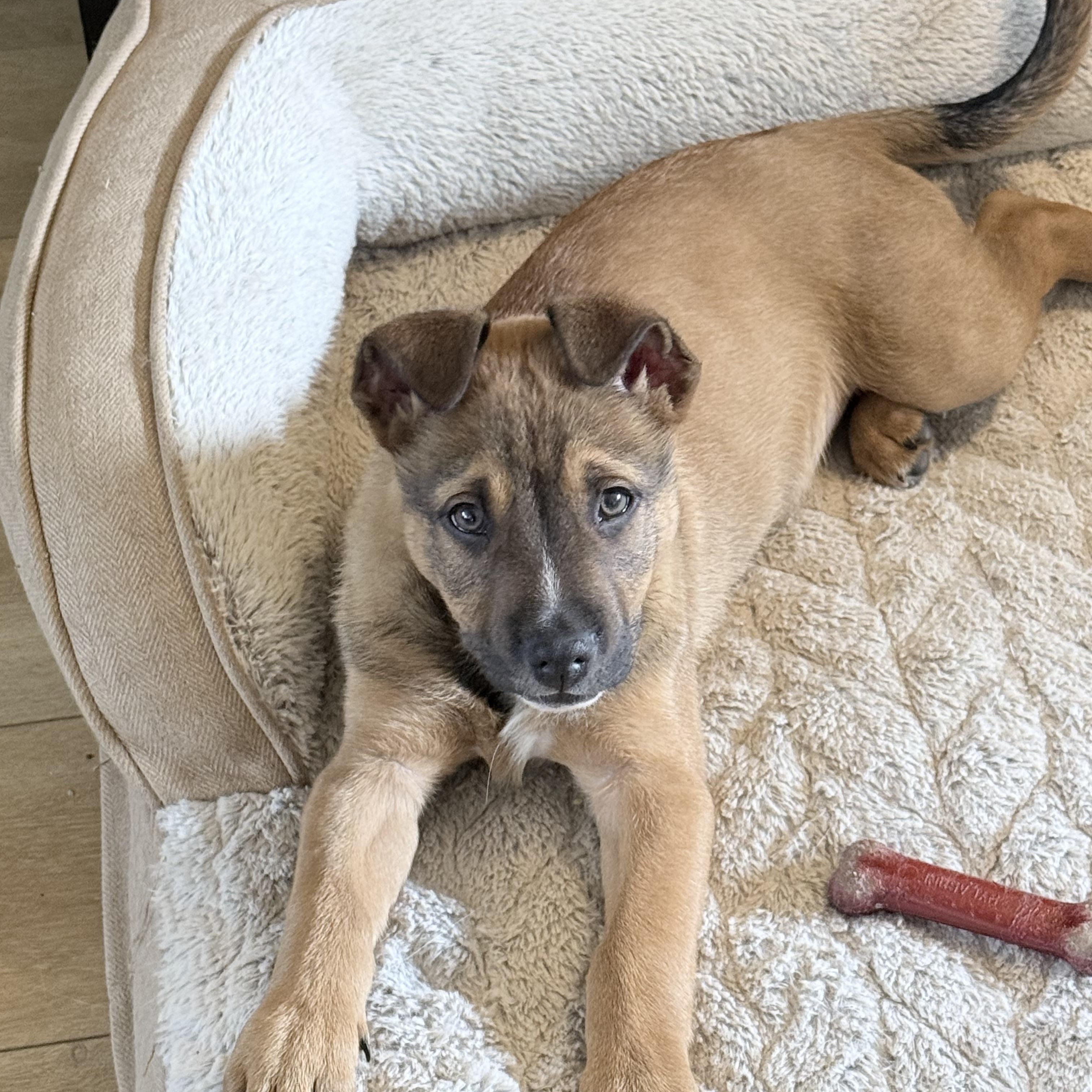 Enlarge Rudolph, an adopted mixed breed in Prescott, AZ image 2/4