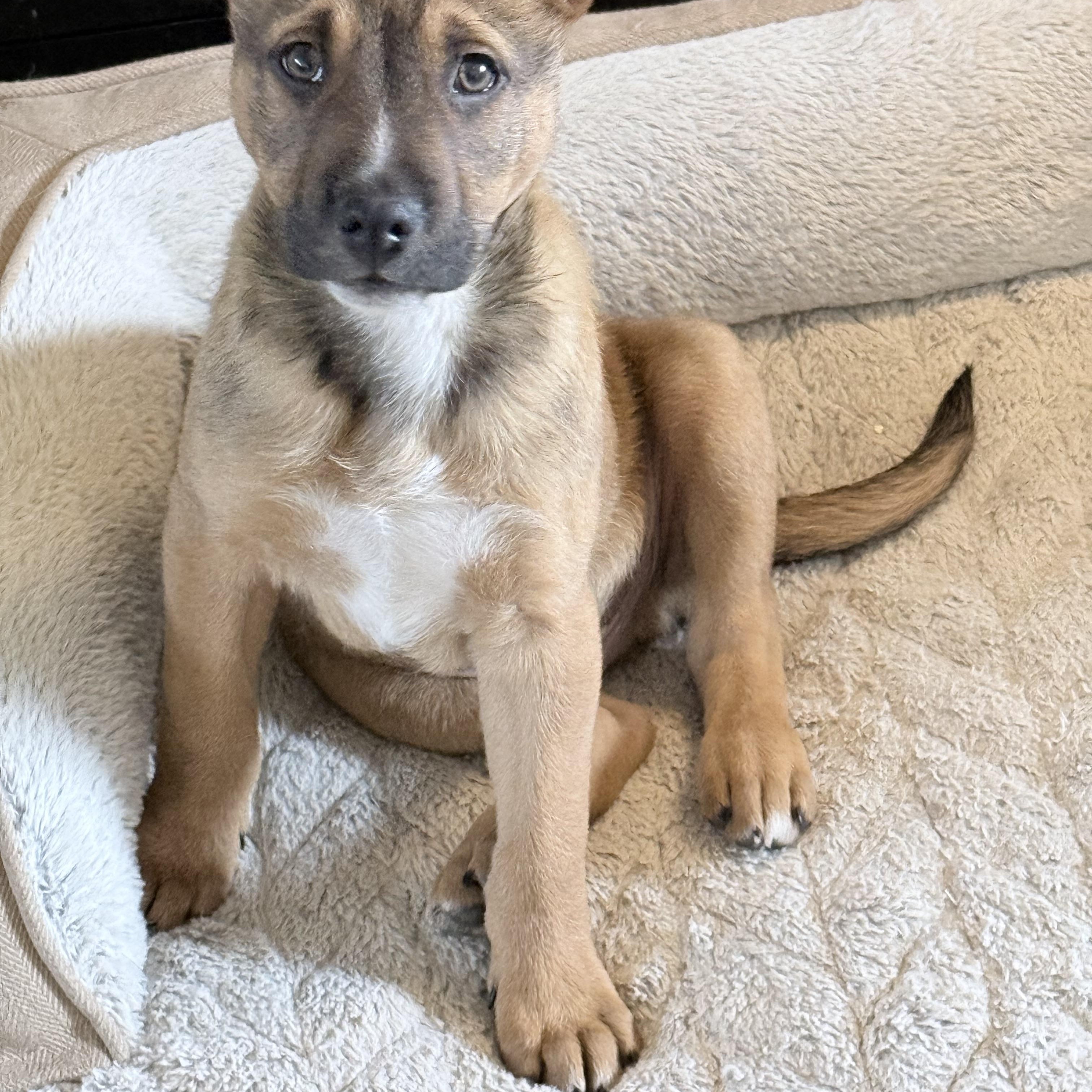 Enlarge Rudolph, an adopted mixed breed in Prescott, AZ image 1/4