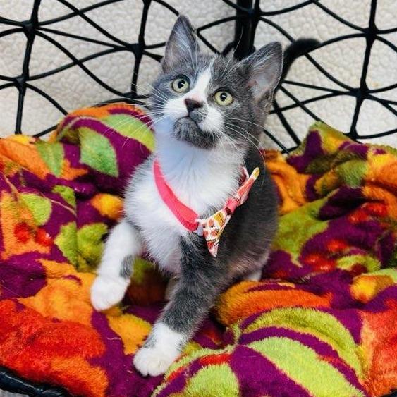 Enlarge Tink, a Adoptable Domestic Short Hair in Walnut Cove, NC image 1/1