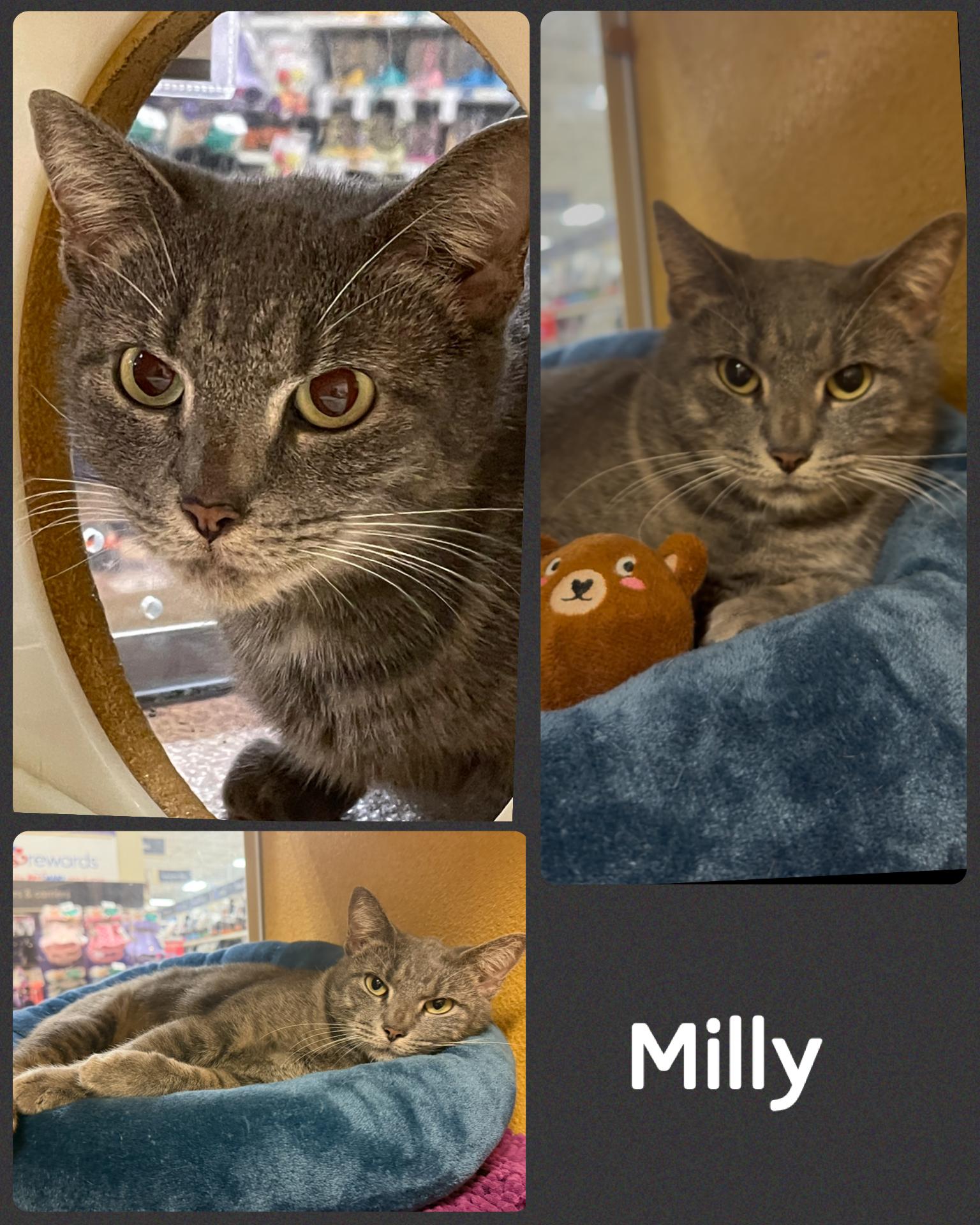 Milly