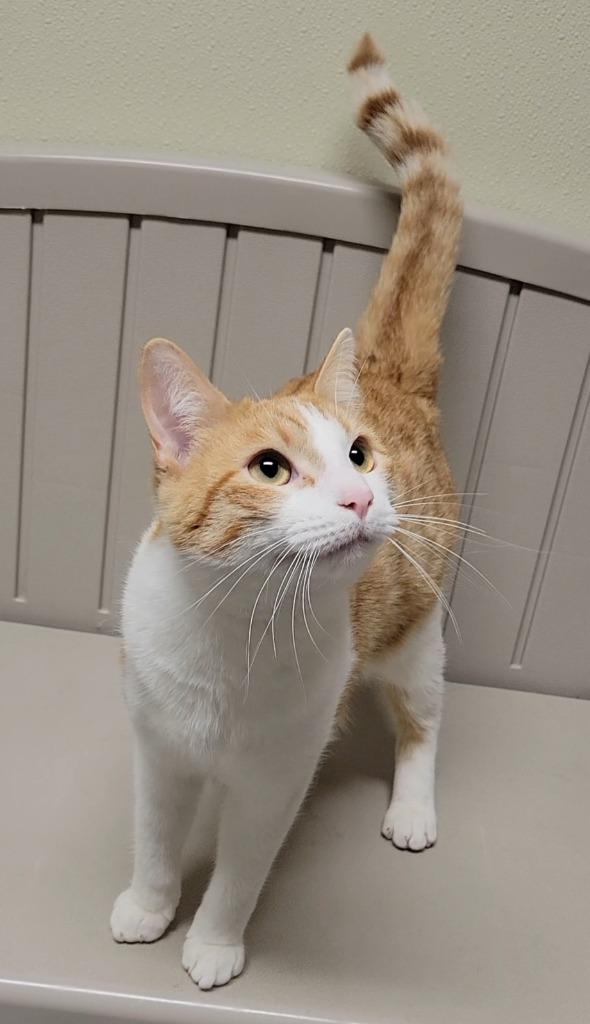 DIJON, Adoptable, Young Male Domestic Short Hair.