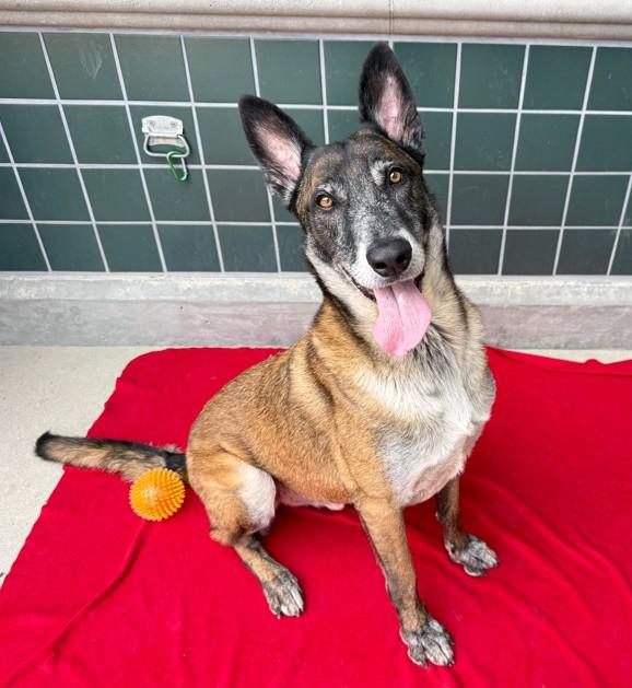 FLOKI, Adoptable, Adult Male Belgian Shepherd / Malinois & Mixed Breed.