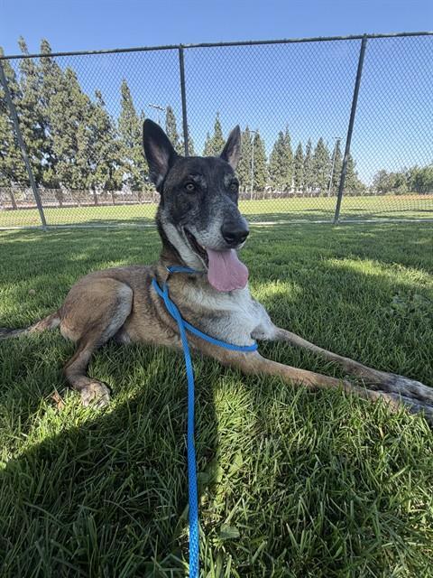 FLOKI, Adoptable, Adult Male Belgian Shepherd / Malinois.