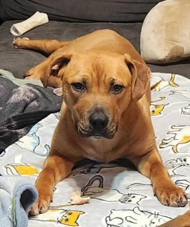 Enlarge Gia, a ADOPTABLE mixed breed in Grand Rapids, MI image 1/3