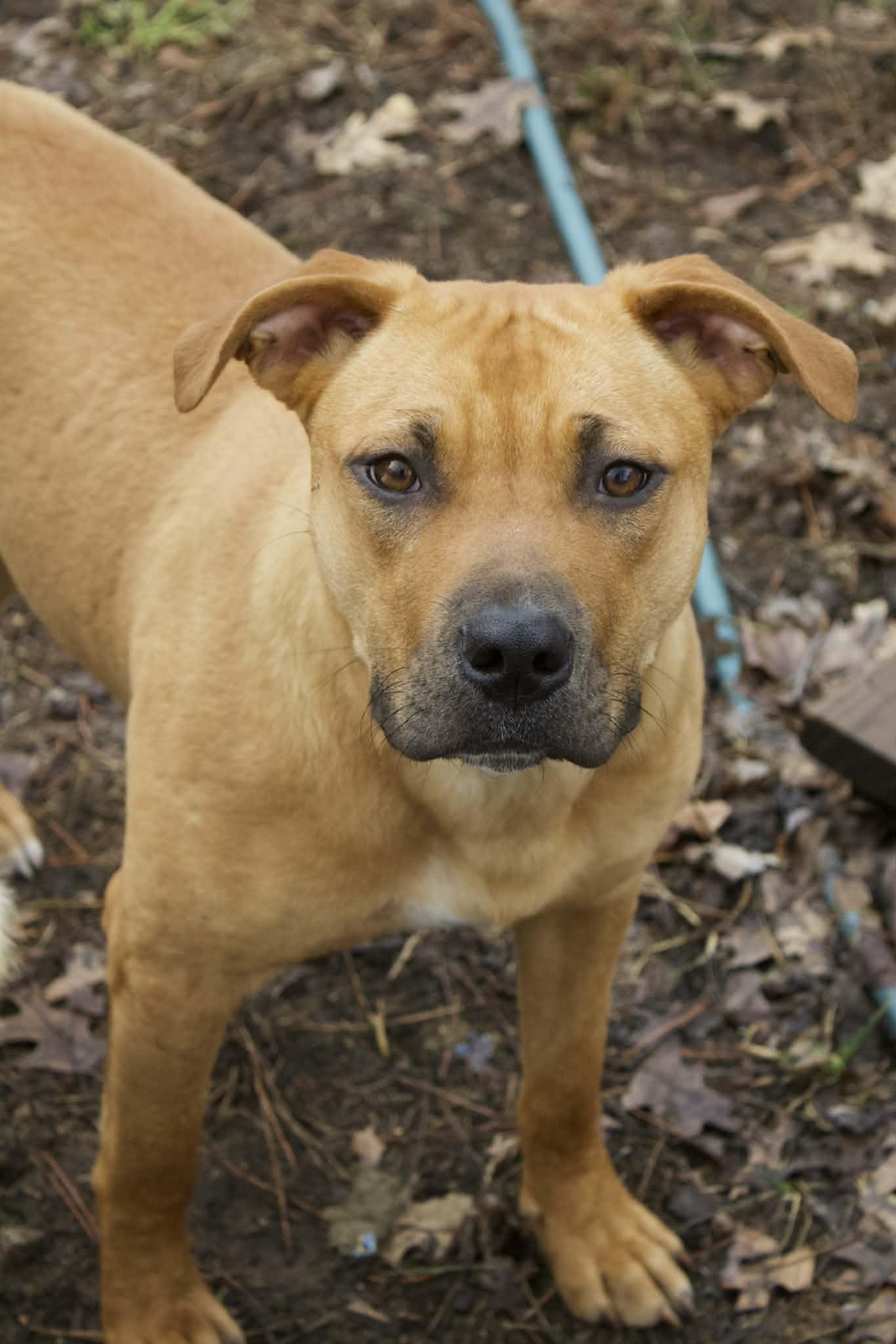 Enlarge Gia, a ADOPTABLE mixed breed in Grand Rapids, MI image 2/5