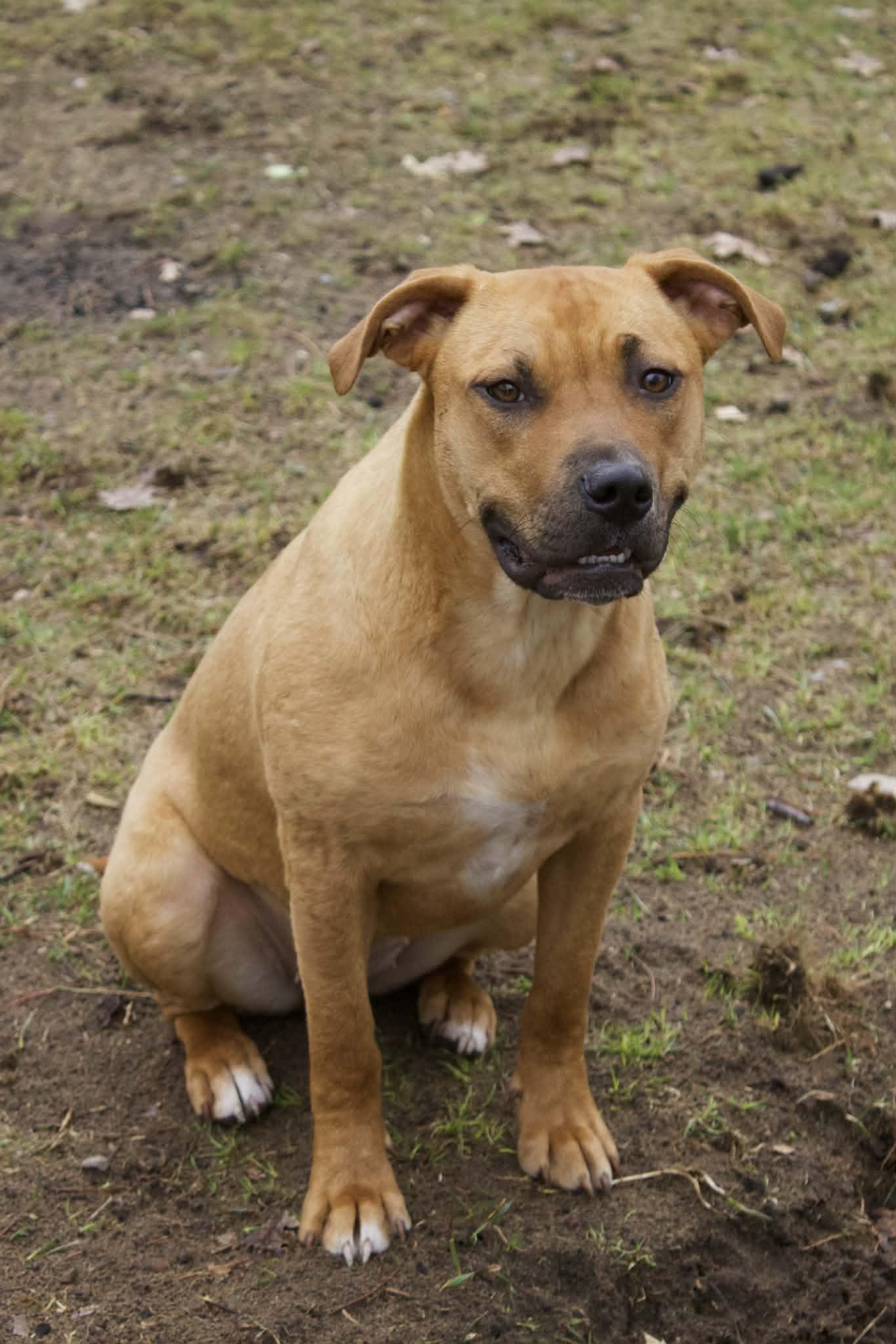 Gia, ADOPTABLE, Young Female American Staffordshire Terrier.
