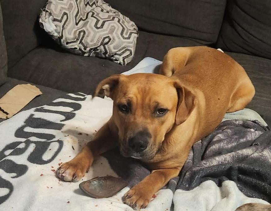 Enlarge Gia, a ADOPTABLE mixed breed in Grand Rapids, MI image 2/3