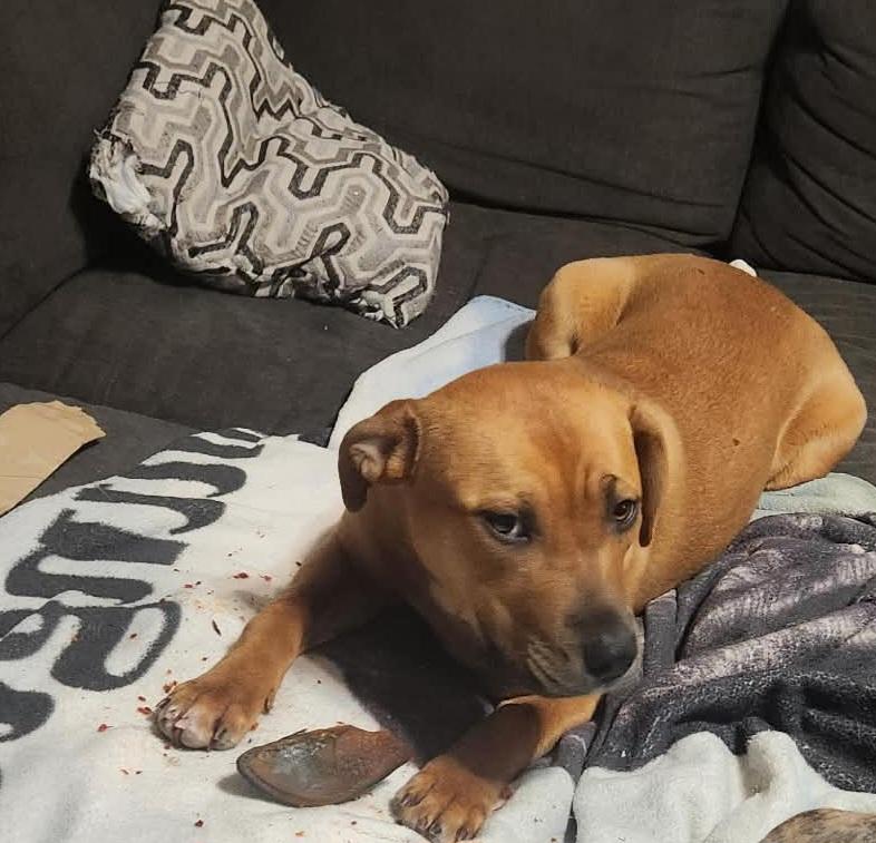 Enlarge Gia, a ADOPTABLE mixed breed in Grand Rapids, MI image 3/3