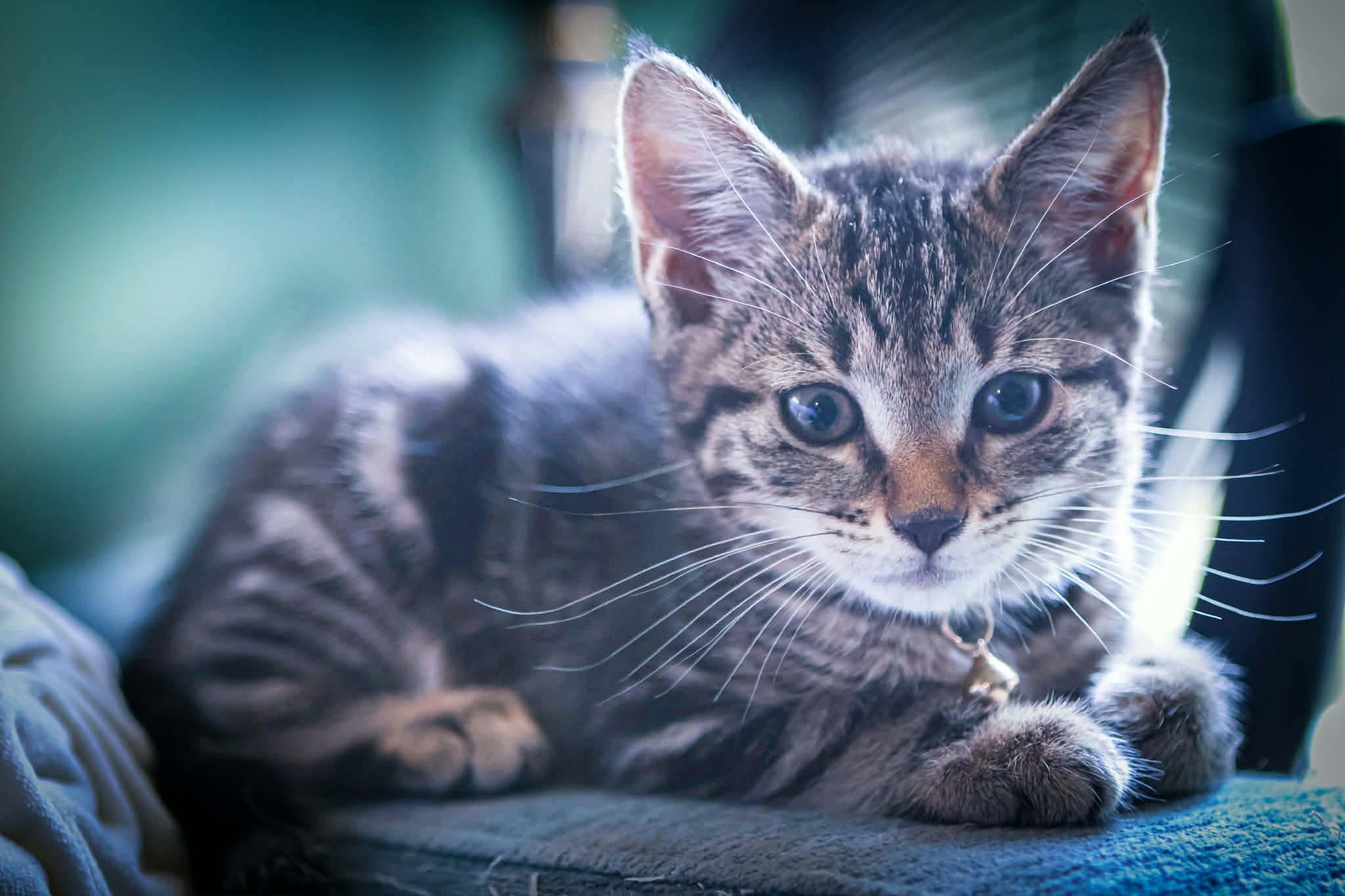 Enlarge Foxy, a ADOPTABLE Domestic Short Hair in Bensalem, PA image 1/3