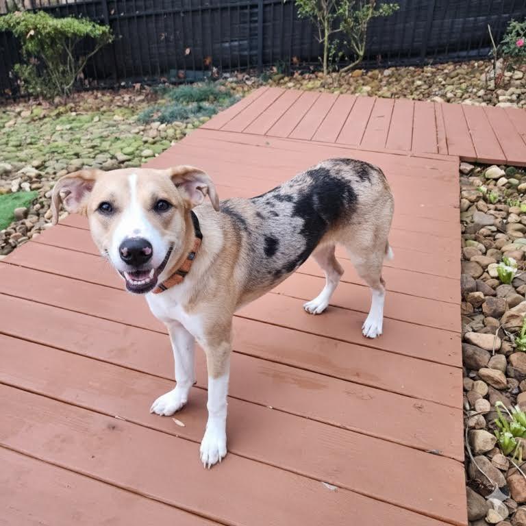 Enlarge Charm, a Adoptable mixed breed in Cumming, GA image 1/6