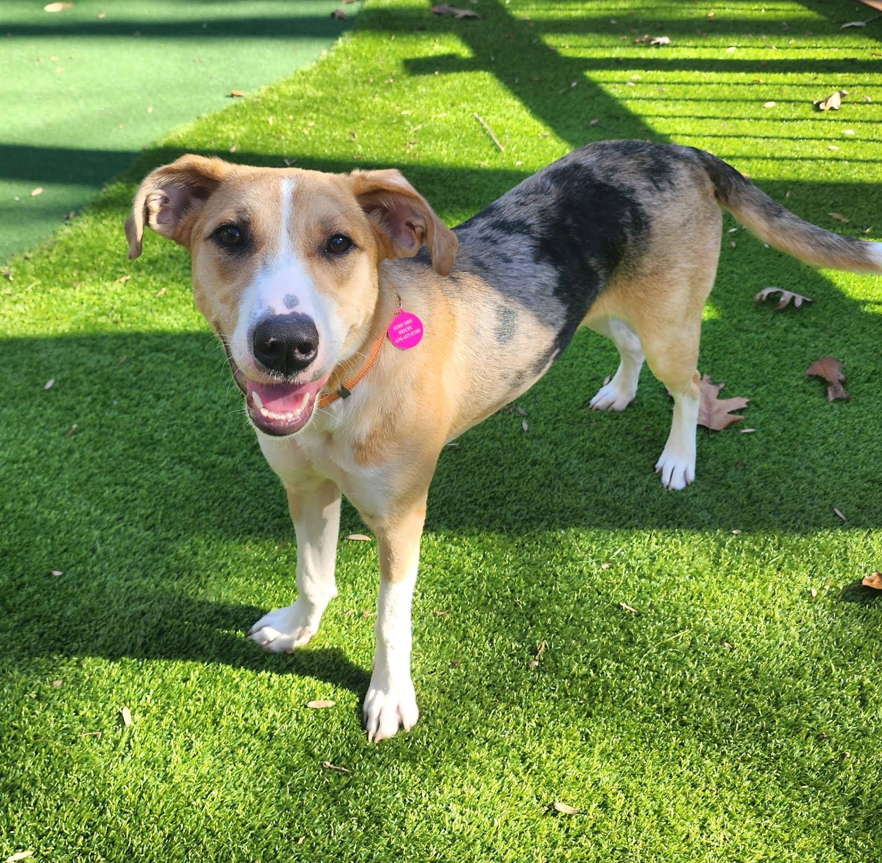 Enlarge Charm, a Adoptable mixed breed in Cumming, GA image 3/6