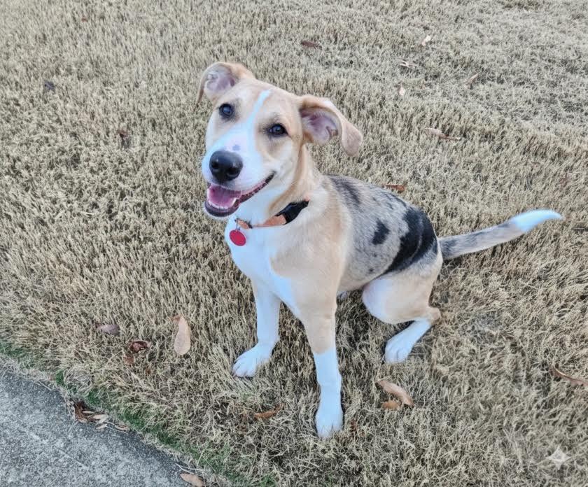 Enlarge Charm, a Adoptable mixed breed in Cumming, GA image 4/6