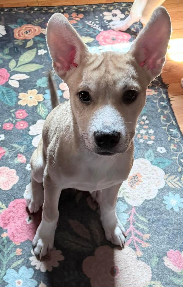 Enlarge Rudolph, a Adoptable mixed breed in Middletown, CT image 2/5