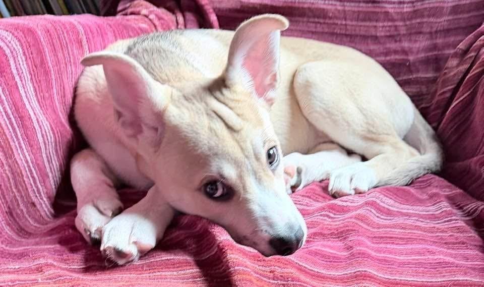 Enlarge Rudolph, a Adoptable mixed breed in Middletown, CT image 3/4