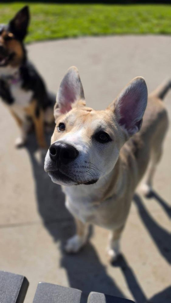 Rudolph, a Adoptable mixed breed in Middletown, CT image 5/6