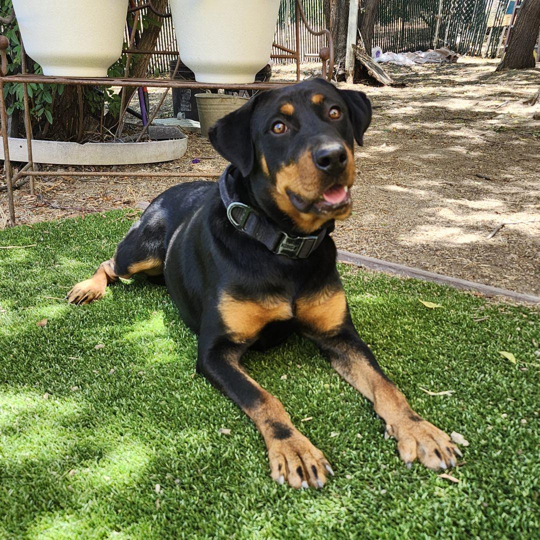 Enlarge Thor, an adopted mixed breed in Burbank, CA image 5/5