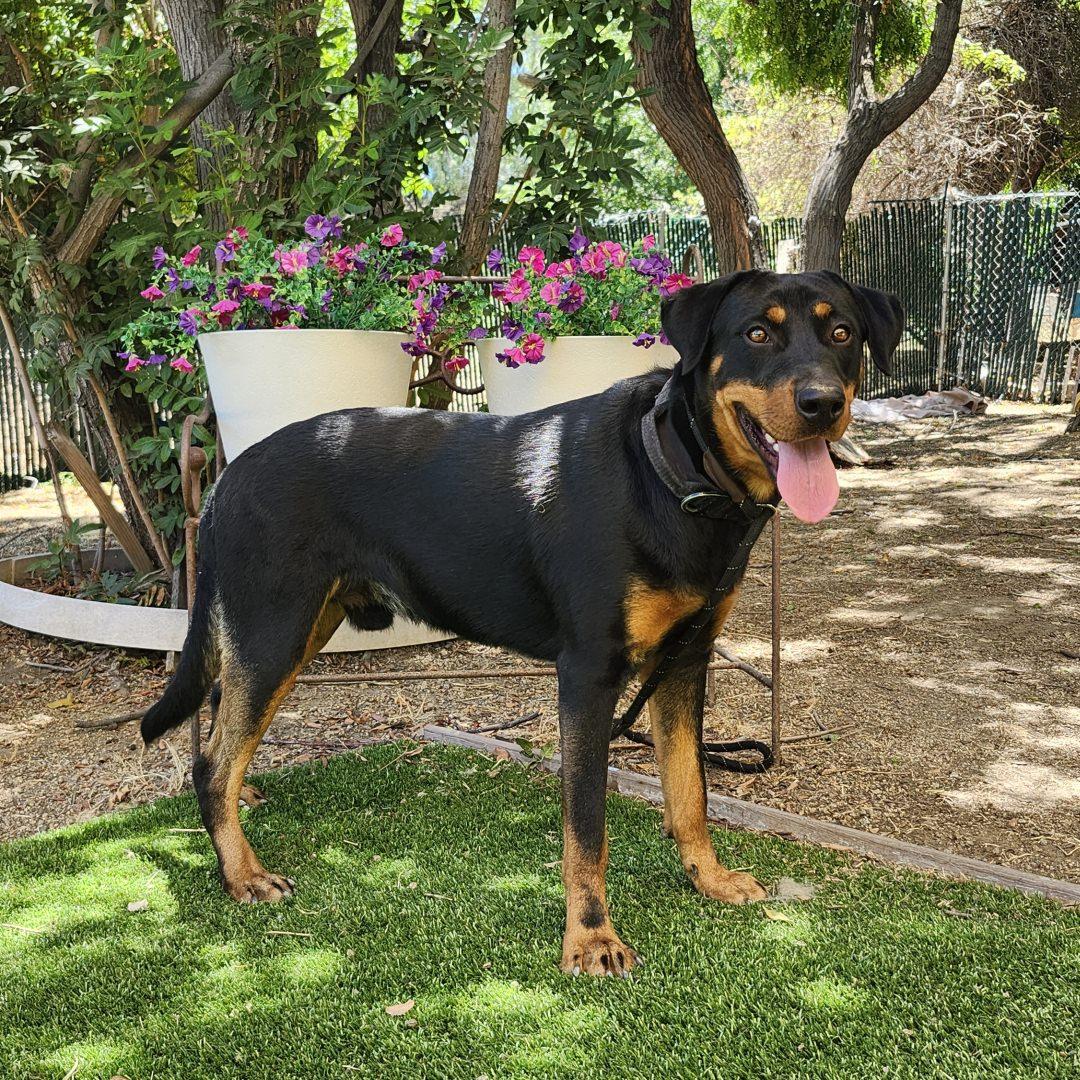 Enlarge Thor, an adopted mixed breed in Burbank, CA image 2/5