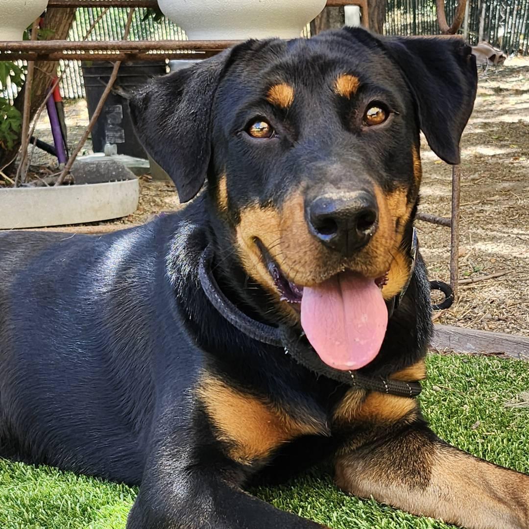 Thor, adopted, Young Male Rottweiler.