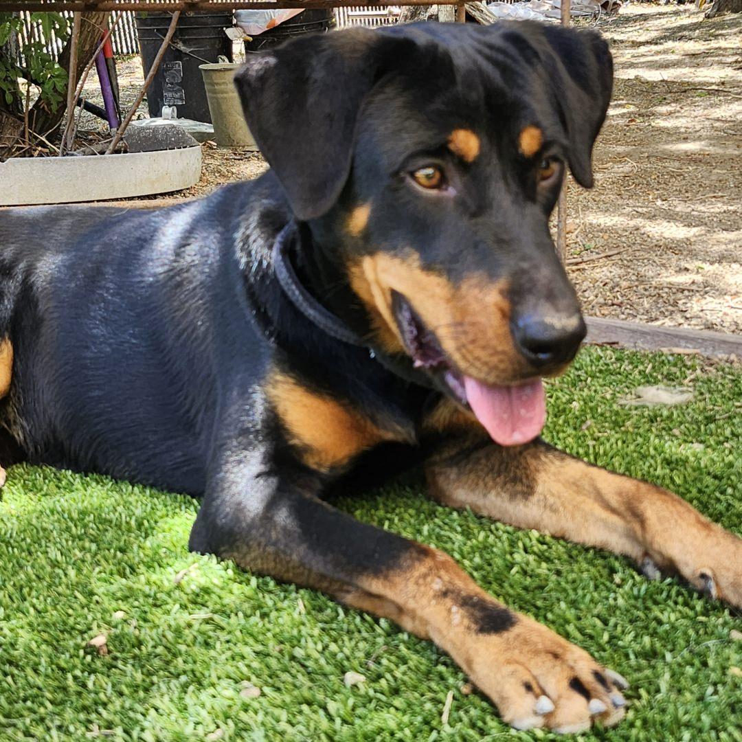 Enlarge Thor, an adopted mixed breed in Burbank, CA image 3/5