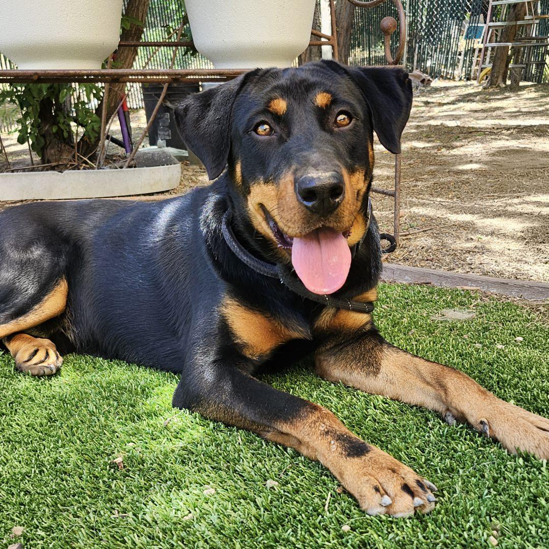 Enlarge Thor, an adopted mixed breed in Burbank, CA image 4/5