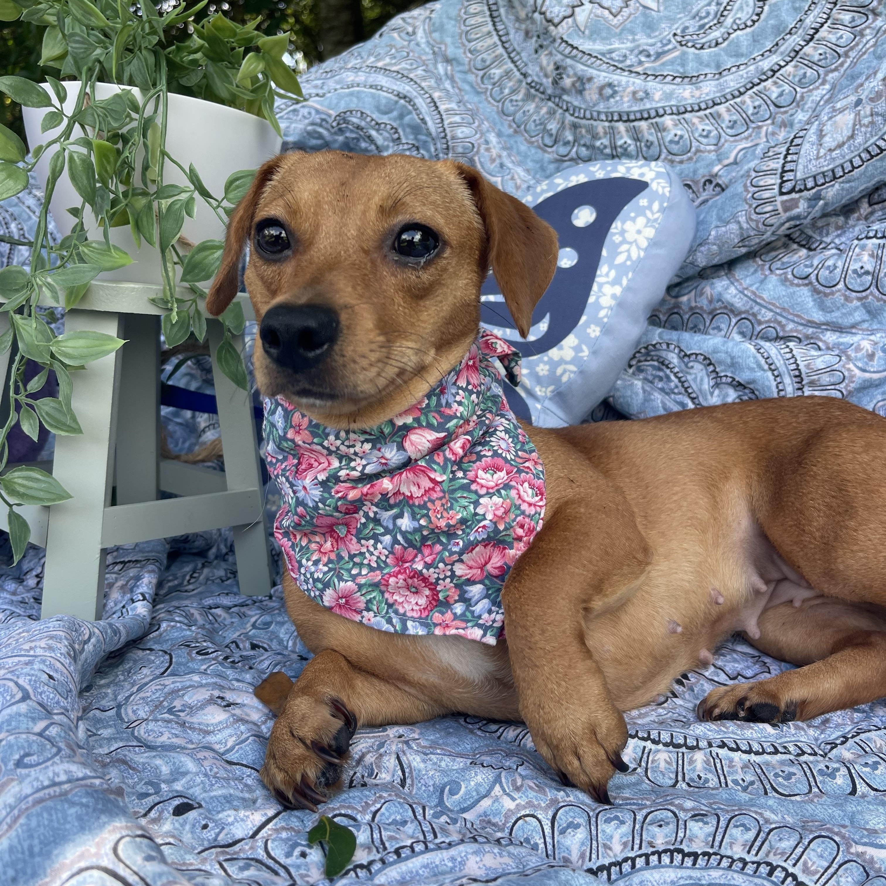 Lucy, an adopted mixed breed in Sebring, FL image 3/4
