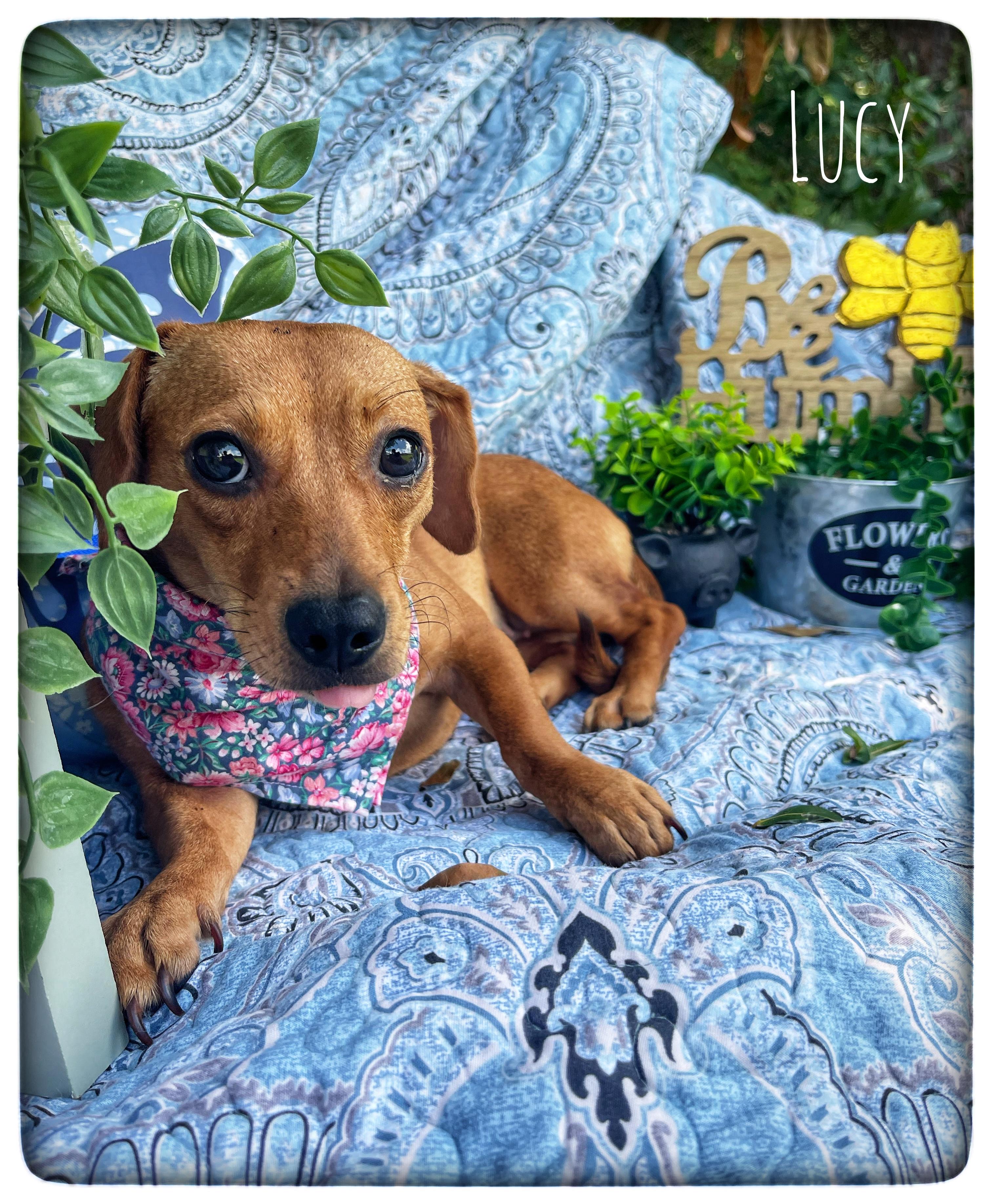 Lucy, an adopted mixed breed in Sebring, FL image 1/4