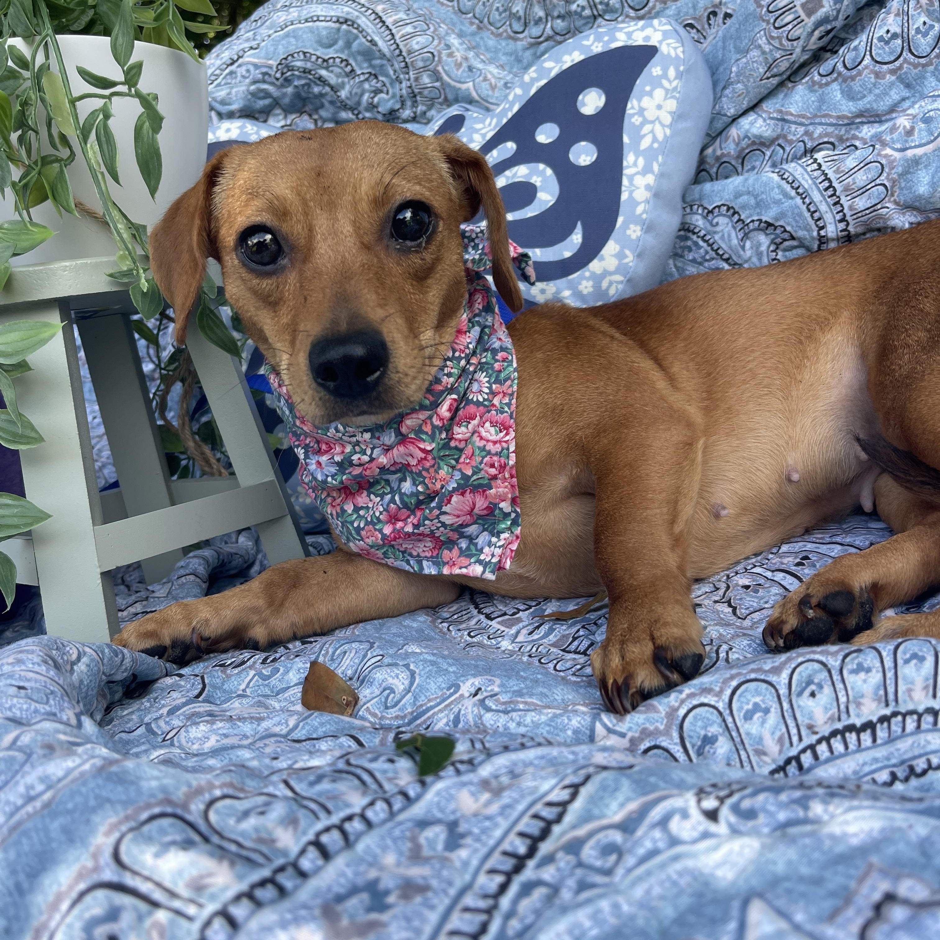 Lucy, an adopted mixed breed in Sebring, FL image 4/4