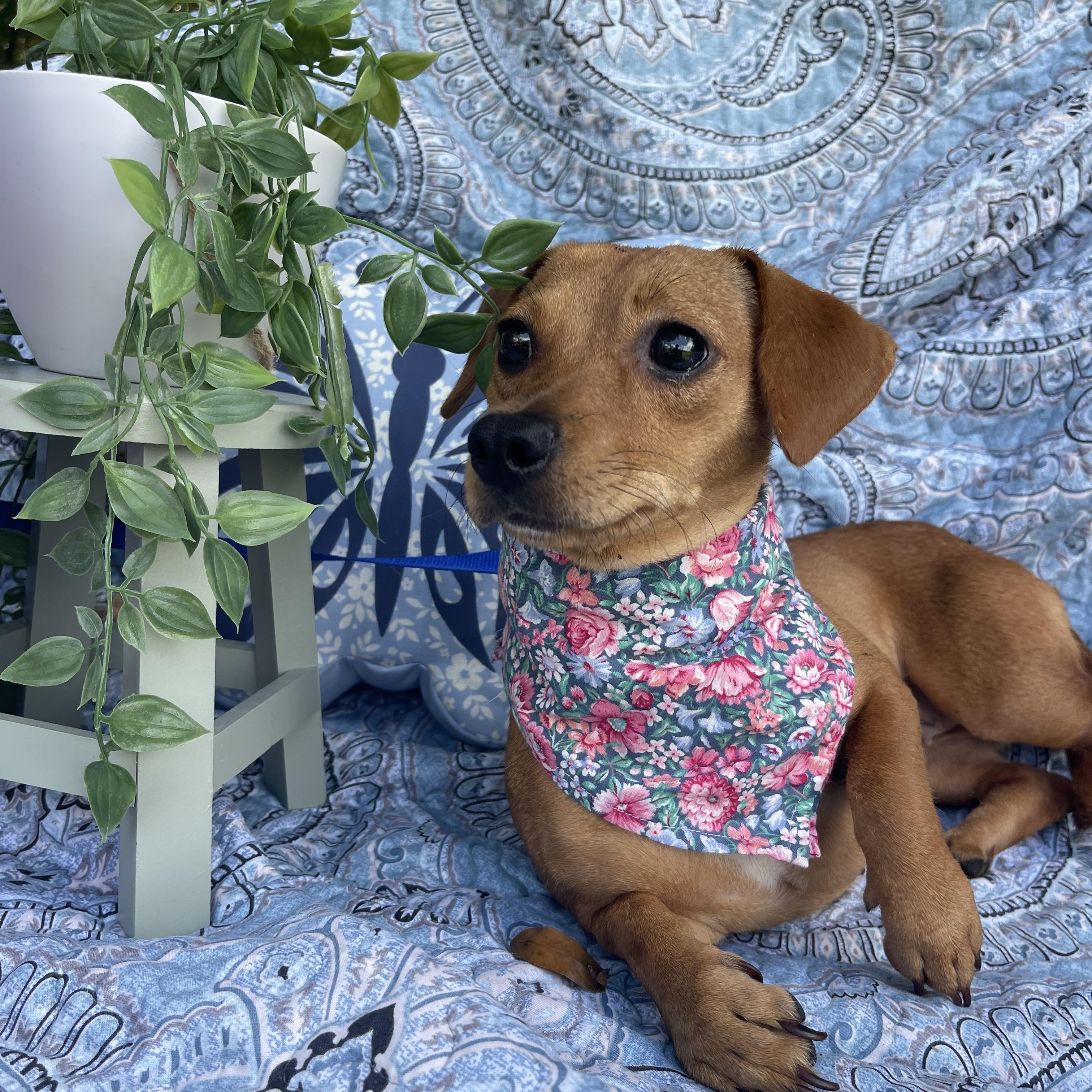 Lucy, an adopted mixed breed in Sebring, FL image 2/4