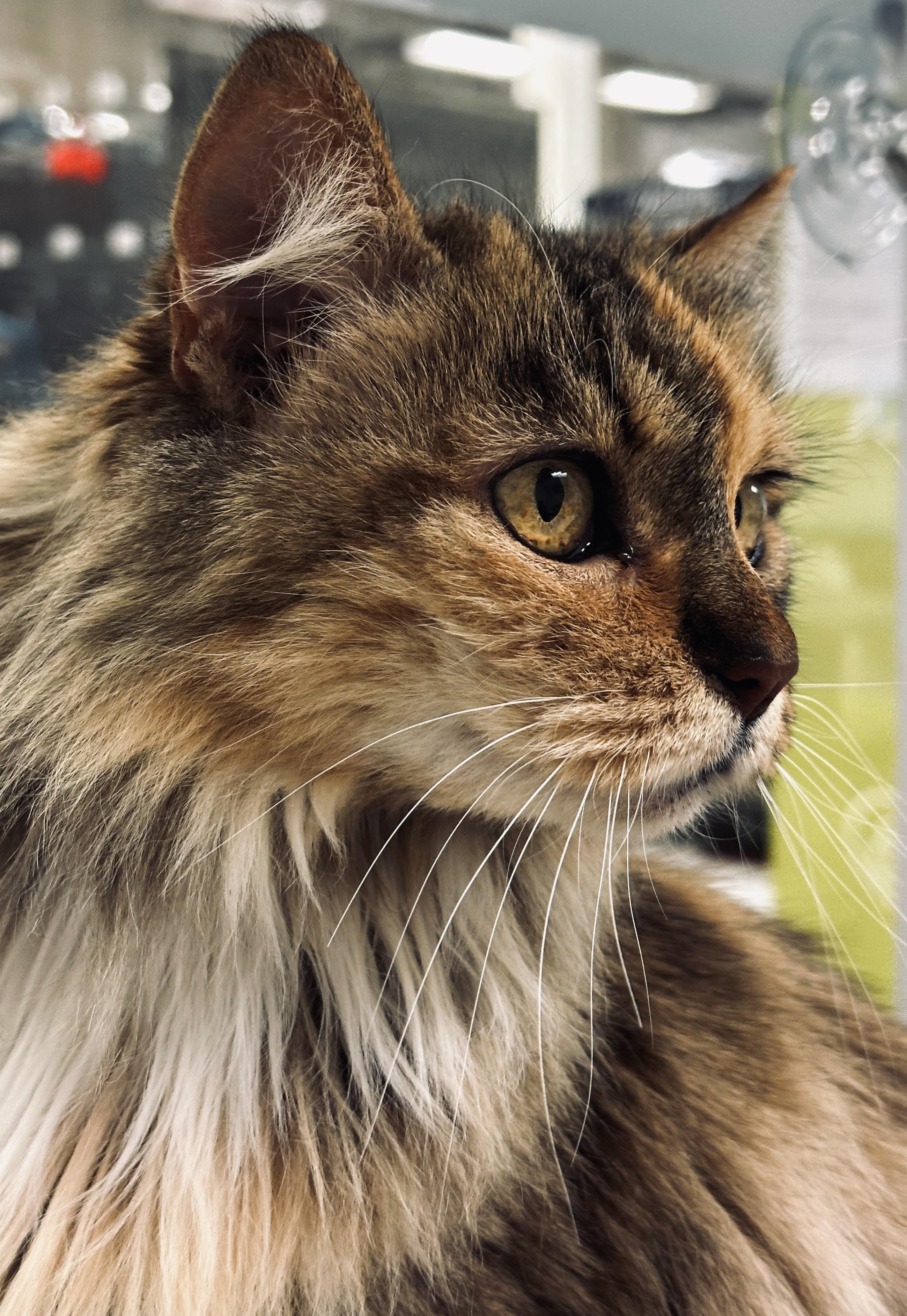 Enlarge Merry Berry, an adopted Domestic Medium Hair in Redmond, WA image 2/3